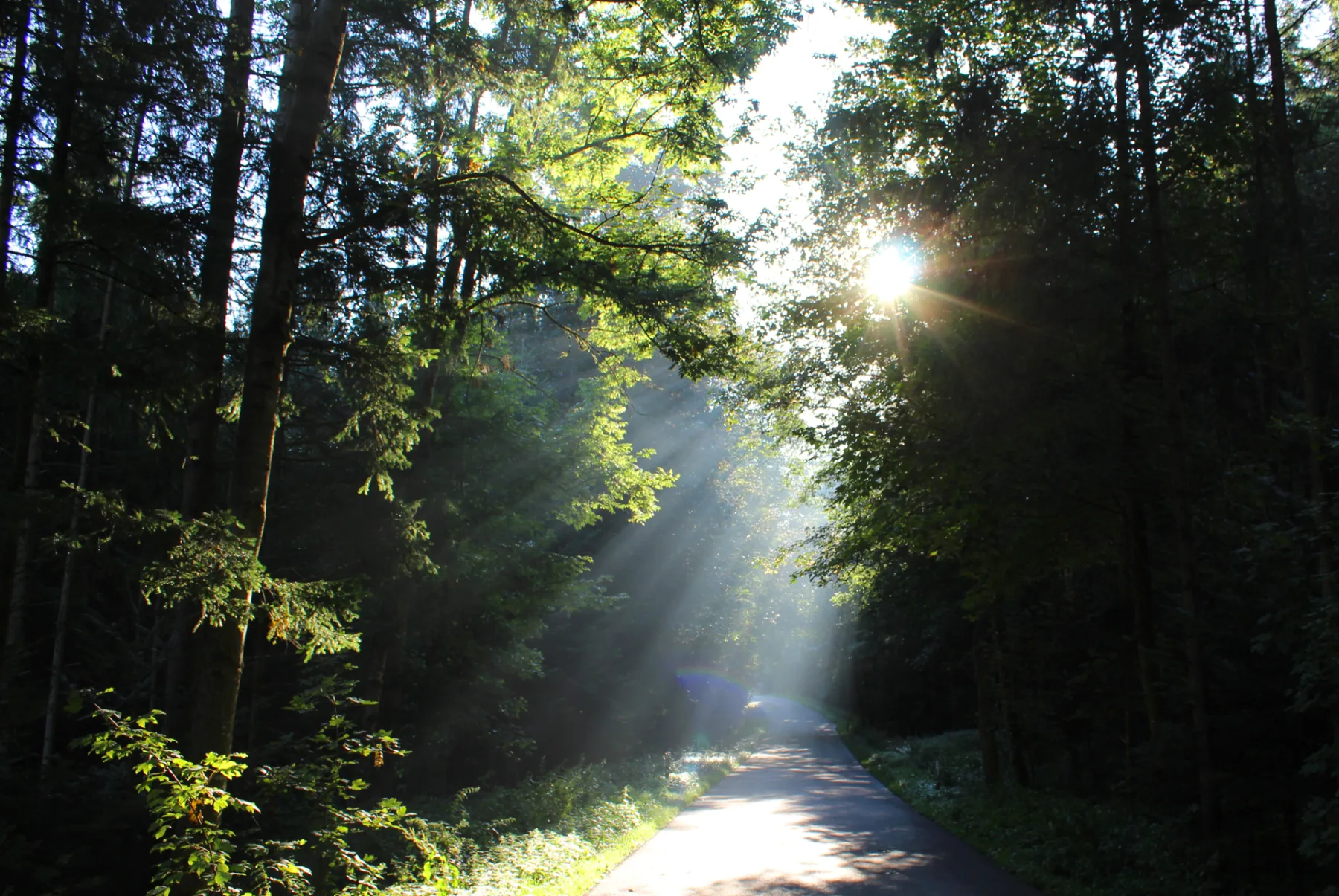 Lichtstrahlen auf einem Weg durch den Wald