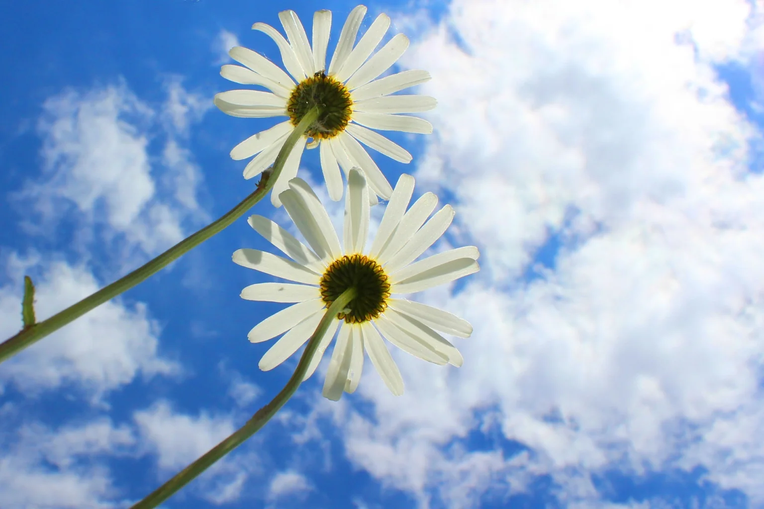 Margeriten aus ungewohnter Perspektive vor blauem Himmel – Fotografie von Andrea Ernst